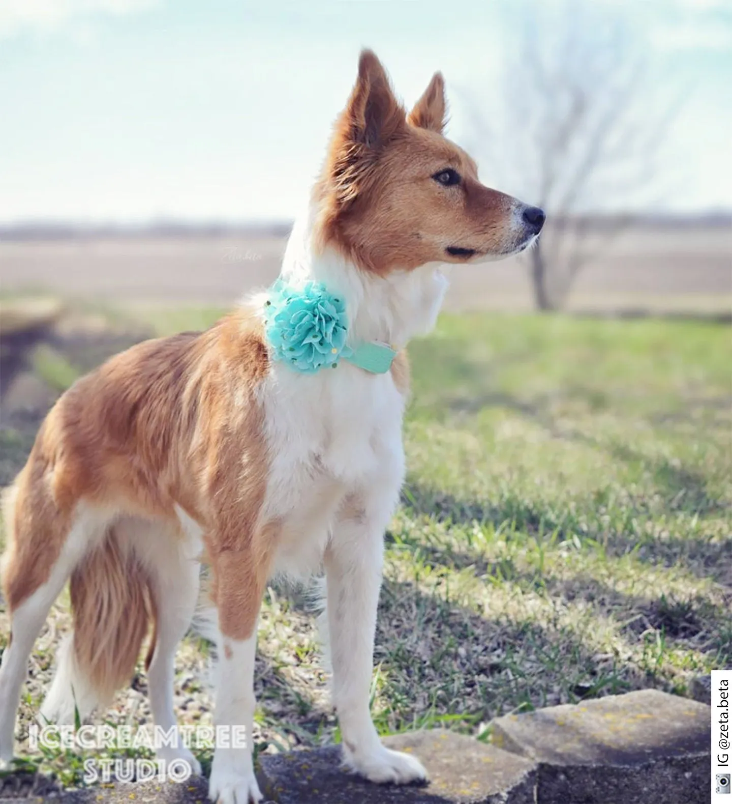 Jumbo Peach Gold Dot Bloom Collar Slide On - Large Flower Collar Accessory